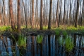 111_Biebrza - kwiecien 2011